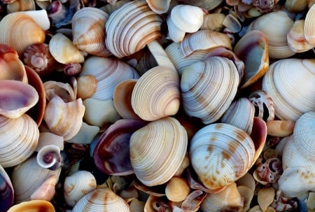 Shells - skin, summer, shell, bernard spragg nz