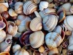 Shells