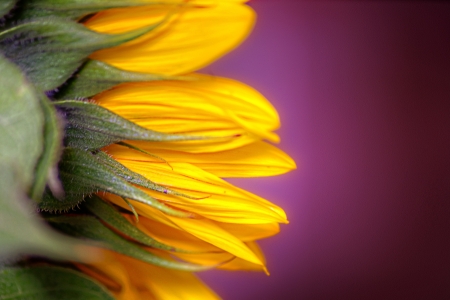 Sunflower - skin, sunflower, yellow, purple, summer, flower, pink