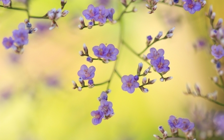 Flowers - summer, flower, purple, pink, spring, yellow