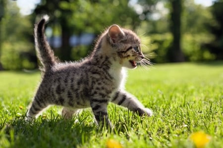 Kitten - adorable, cute, cat, kitten