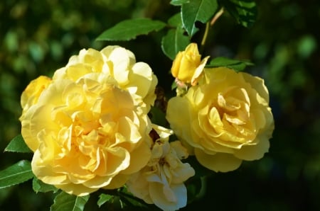 Yellow Rose - garden, petals, plant, blossom, leaves