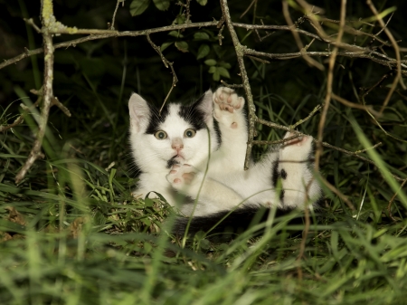 Help! - sweet, cat, black, white, animal, kitten, paw, funny, green, cute, situation, help