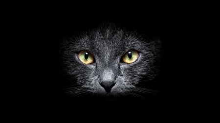 Cat - yellow eyes, cat, grey, animal, black