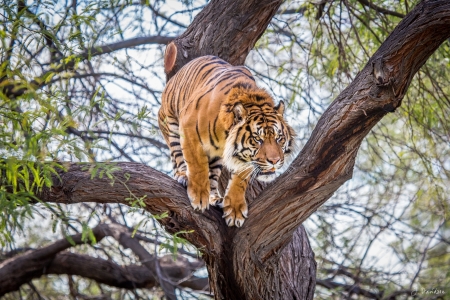 Tiger - orange, tree, animal, tiger