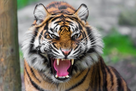 Tiger - animal, pink, tiger, fang, tongue