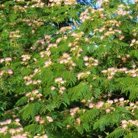 Persian Silk Tree