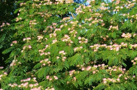 Persian Silk Tree - blossoms, leaves, park, twigs