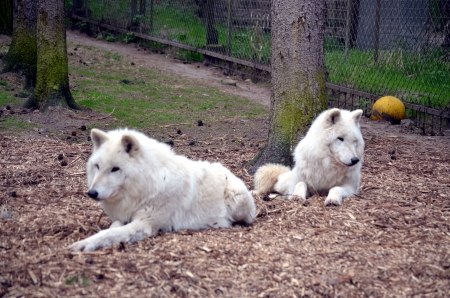 Arctic Wolves - canadian, wildlife, predators, resting