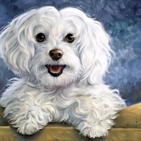 Cute Puppy