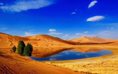 desert lake under blue sky - trees, dunes, desert, lake, sky