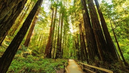 path through a forest of tall redwoods - trees, forest, tall, path, sun rays