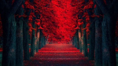 rows of red trees - forest, rows, red, leaves