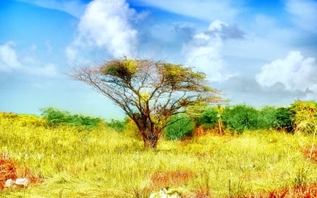 savanna innamibia - clouds, savanna, sunshine, grass, tree