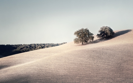 Desert - nature, Desert, cloud, tree, sky