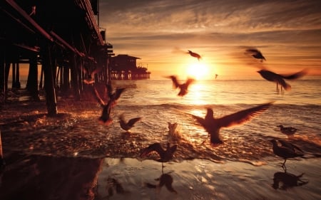 seagulls under a pier at sunset hdr - beach, pier, sunset, sea, birds, hdr