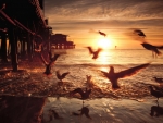 seagulls under a pier at sunset hdr