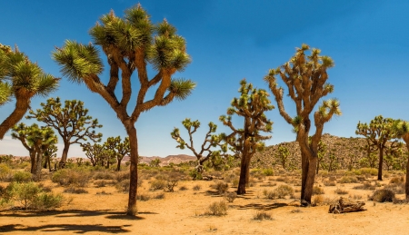 Joshua Trees in a Desert - trees, nature, desert, joshua