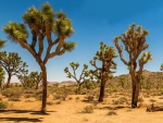 Joshua Trees in a Desert