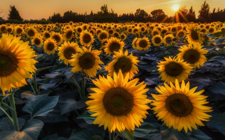 glorious sunflowers at sunset hdr - flowers, field, yellow, sunset, hdr