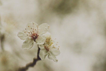 Vintage charm. - nature, petals, delicate, plant, blossom, flowers, outdoor, spring