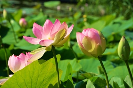 Pink Lotus - blossoms, flower, pond, waterlily, petals, leaves, park