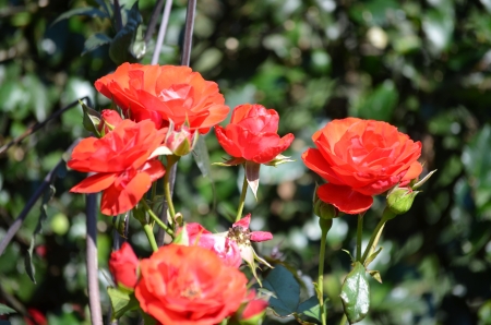 Garden Rose - blossoms, plants, petals, leaves, orange