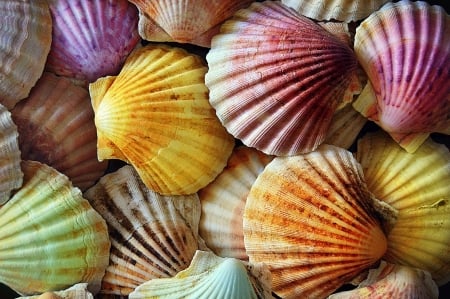 Colorful Seashells - summer, red, purple, pink, shell, yellow, blue, brown, orange, seashells, colorful, shells, skin, green