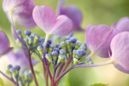 Flowers - purple, macro, pink, close-up, blue, green, flower