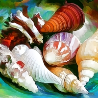 Shells