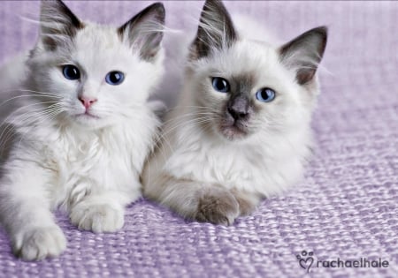 Kittens - white, purple, cat, rachael hale, pink, animal, kitten