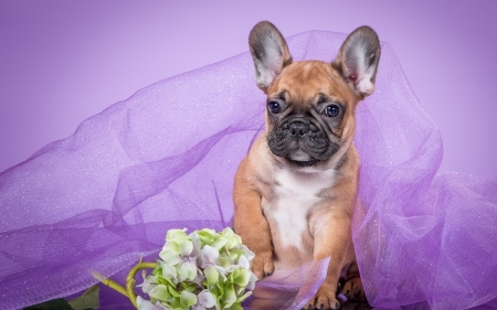 French bulldog - purple, puppy, pink, dog, french bulldog, animal, flower