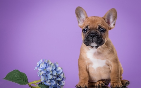 French bulldog - animal, purple, blue, french bulldog, dog, puppy, flower, pink