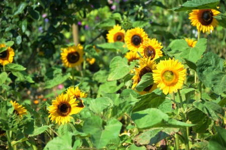 Sunflowers - blossoms, summer, petals, field, leaves, yellow