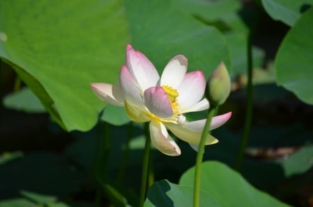 Lotus - pond, waterlily, petals, leaves, park, bud