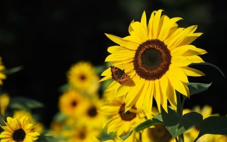 Sunflowers - flowers, sunflowers, butterfly, sunflower