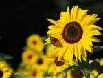 Sunflowers