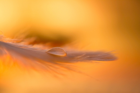 Feather - water drop, macro, feather, orange