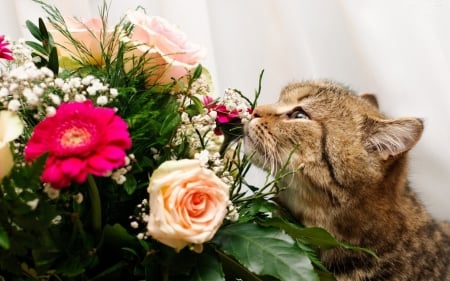 Ahhhhh........How Sweet!!! - animal, flowers, cat, kitten