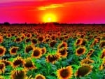 sunflowers under crimson sky