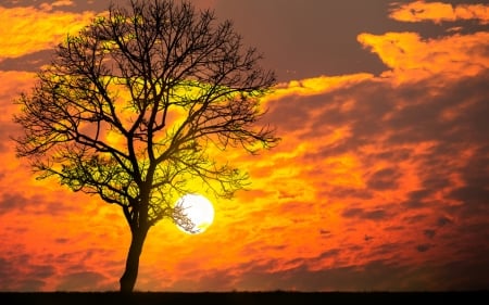 fantastic sunset - clouds, meadow, sunset, tree