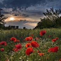 Poppies