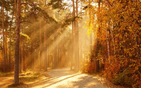 Autumn Sunlight - nature, autumn, sunlight, forest, tree