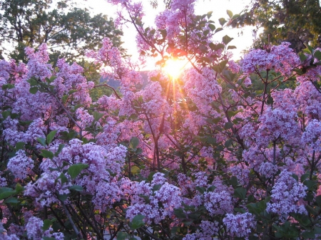 Lilacs at sunset. - flowers, sunset, purple, rays, garden, lilac, violet, sun