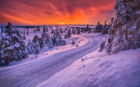 toboggan road in scandinavia hdr - tracks, winter, sunset, hdr, road, snow, forest