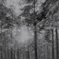 Snowing in the Woods