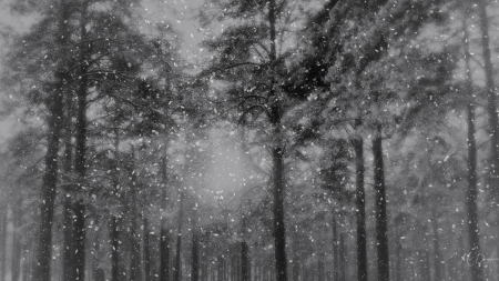 Snowing in the Woods - forest, snowing, winter, woods, fog, mist, snow