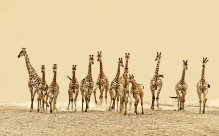 Herd of Giraffes, Africa - africa, animals, giraffes, herd