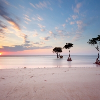 trees that grow by the seashore