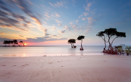 trees that grow by the seashore - trees, shore, sunset, beach, sea